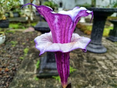 Mor datura çiçeği. Trompet şeklinde ve güzel kokulu çiçek açan bir gece. Tüm bitki zehirlidir ve çiçekler tüketildiği takdirde bir dizi negatif yan etkiye neden olabilir.