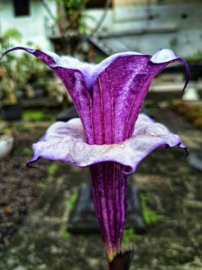 Mor datura çiçeği. Trompet şeklinde ve güzel kokulu çiçek açan bir gece. Tüm bitki zehirlidir ve çiçekler tüketildiği takdirde bir dizi negatif yan etkiye neden olabilir.