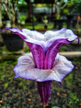 Mor datura çiçeği. Trompet şeklinde ve güzel kokulu çiçek açan bir gece. Tüm bitki zehirlidir ve çiçekler tüketildiği takdirde bir dizi negatif yan etkiye neden olabilir.