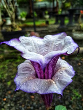 Mor datura çiçeği. Trompet şeklinde ve güzel kokulu çiçek açan bir gece. Tüm bitki zehirlidir ve çiçekler tüketildiği takdirde bir dizi negatif yan etkiye neden olabilir.