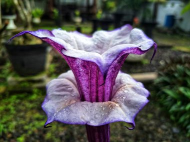 Mor datura çiçeği. Trompet şeklinde ve güzel kokulu çiçek açan bir gece. Tüm bitki zehirlidir ve çiçekler tüketildiği takdirde bir dizi negatif yan etkiye neden olabilir.