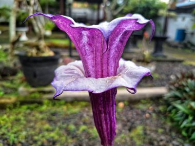 Mor datura çiçeği. Trompet şeklinde ve güzel kokulu çiçek açan bir gece. Tüm bitki zehirlidir ve çiçekler tüketildiği takdirde bir dizi negatif yan etkiye neden olabilir.