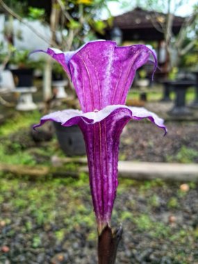 Mor datura çiçeği. Trompet şeklinde ve güzel kokulu çiçek açan bir gece. Tüm bitki zehirlidir ve çiçekler tüketildiği takdirde bir dizi negatif yan etkiye neden olabilir.
