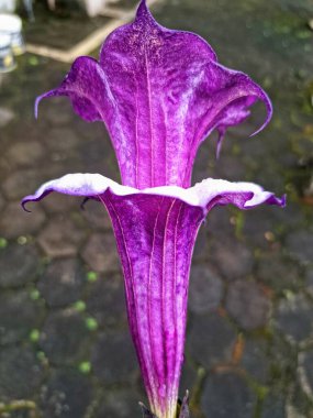 Mor datura çiçeği. Trompet şeklinde ve güzel kokulu çiçek açan bir gece. Tüm bitki zehirlidir ve çiçekler tüketildiği takdirde bir dizi negatif yan etkiye neden olabilir.