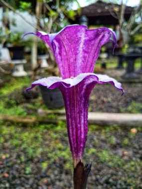 Mor datura çiçeği. Trompet şeklinde ve güzel kokulu çiçek açan bir gece. Tüm bitki zehirlidir ve çiçekler tüketildiği takdirde bir dizi negatif yan etkiye neden olabilir.