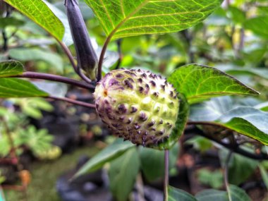 Ağaçta mor datura meyvesi. Bu meyveler tipik olarak oval şekilli, dikenli ve donuk mor veya grimsi mor renktedir. Zehirli oldukları biliniyor ve sindirilirse halüsinasyonlara neden olabilirler.