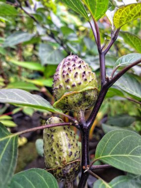Ağaçta mor datura meyvesi. Bu meyveler tipik olarak oval şekilli, dikenli ve donuk mor veya grimsi mor renktedir. Zehirli oldukları biliniyor ve sindirilirse halüsinasyonlara neden olabilirler.