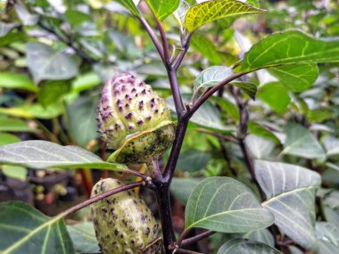 Ağaçta mor datura meyvesi. Bu meyveler tipik olarak oval şekilli, dikenli ve donuk mor veya grimsi mor renktedir. Zehirli oldukları biliniyor ve sindirilirse halüsinasyonlara neden olabilirler.