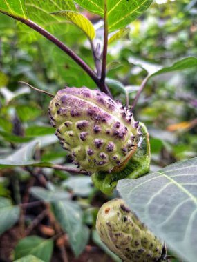 Ağaçta mor datura meyvesi. Bu meyveler tipik olarak oval şekilli, dikenli ve donuk mor veya grimsi mor renktedir. Zehirli oldukları biliniyor ve sindirilirse halüsinasyonlara neden olabilirler.
