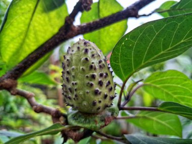 Ağaçta mor datura meyvesi. Bu meyveler tipik olarak oval şekilli, dikenli ve donuk mor veya grimsi mor renktedir. Zehirli oldukları biliniyor ve sindirilirse halüsinasyonlara neden olabilirler.
