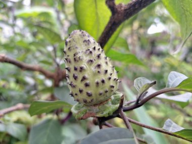 Ağaçta mor datura meyvesi. Bu meyveler tipik olarak oval şekilli, dikenli ve donuk mor veya grimsi mor renktedir. Zehirli oldukları biliniyor ve sindirilirse halüsinasyonlara neden olabilirler.