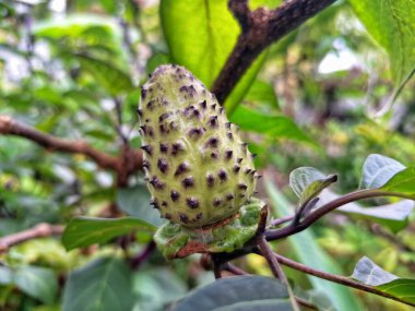 Ağaçta mor datura meyvesi. Bu meyveler tipik olarak oval şekilli, dikenli ve donuk mor veya grimsi mor renktedir. Zehirli oldukları biliniyor ve sindirilirse halüsinasyonlara neden olabilirler.