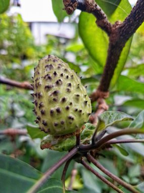 Ağaçta mor datura meyvesi. Bu meyveler tipik olarak oval şekilli, dikenli ve donuk mor veya grimsi mor renktedir. Zehirli oldukları biliniyor ve sindirilirse halüsinasyonlara neden olabilirler.