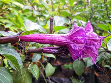 Mor datura çiçeği. Trompet şeklinde ve güzel kokulu çiçek açan bir gece. Tüm bitki zehirlidir ve çiçekler tüketildiği takdirde bir dizi negatif yan etkiye neden olabilir.