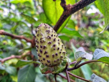 Ağaçta mor datura meyvesi. Bu meyveler tipik olarak oval şekilli, dikenli ve donuk mor veya grimsi mor renktedir. Zehirli oldukları biliniyor ve sindirilirse halüsinasyonlara neden olabilirler.