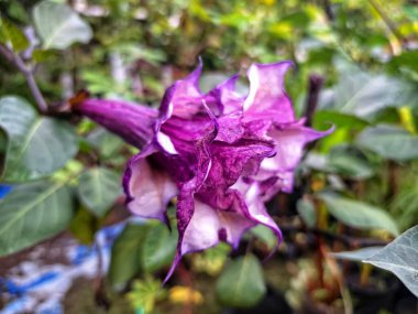 Mor datura çiçeği. Trompet şeklinde ve güzel kokulu çiçek açan bir gece. Tüm bitki zehirlidir ve çiçekler tüketildiği takdirde bir dizi negatif yan etkiye neden olabilir.