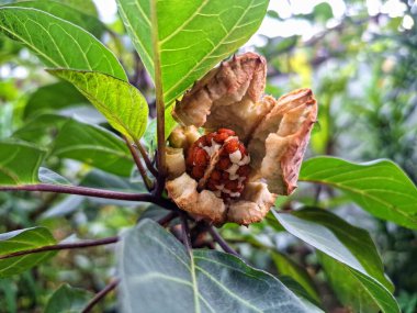 Ağaçta mor datura meyvesi. Bu meyveler tipik olarak oval şekilli, dikenli ve donuk mor veya grimsi mor renktedir. Zehirli oldukları biliniyor ve sindirilirse halüsinasyonlara neden olabilirler.