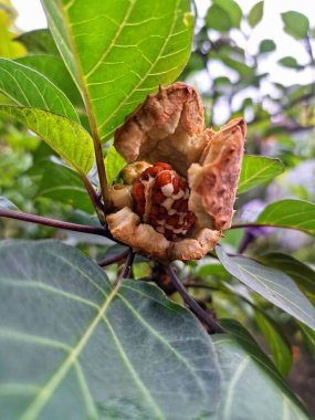 Ağaçta mor datura meyvesi. Bu meyveler tipik olarak oval şekilli, dikenli ve donuk mor veya grimsi mor renktedir. Zehirli oldukları biliniyor ve sindirilirse halüsinasyonlara neden olabilirler.
