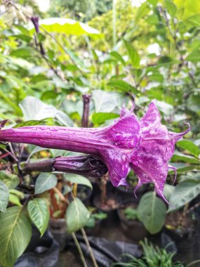 Mor datura çiçeği. Trompet şeklinde ve güzel kokulu çiçek açan bir gece. Tüm bitki zehirlidir ve çiçekler tüketildiği takdirde bir dizi negatif yan etkiye neden olabilir.