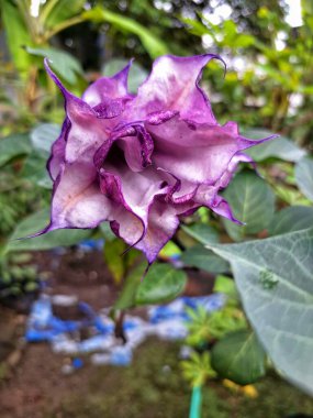 Mor datura çiçeği. Trompet şeklinde ve güzel kokulu çiçek açan bir gece. Tüm bitki zehirlidir ve çiçekler tüketildiği takdirde bir dizi negatif yan etkiye neden olabilir.
