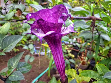 Mor datura çiçeği. Trompet şeklinde ve güzel kokulu çiçek açan bir gece. Tüm bitki zehirlidir ve çiçekler tüketildiği takdirde bir dizi negatif yan etkiye neden olabilir.