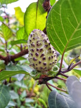 Ağaçta mor datura meyvesi. Bu meyveler tipik olarak oval şekilli, dikenli ve donuk mor veya grimsi mor renktedir. Zehirli oldukları biliniyor ve sindirilirse halüsinasyonlara neden olabilirler.