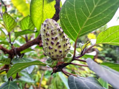 Ağaçta mor datura meyvesi. Bu meyveler tipik olarak oval şekilli, dikenli ve donuk mor veya grimsi mor renktedir. Zehirli oldukları biliniyor ve sindirilirse halüsinasyonlara neden olabilirler.