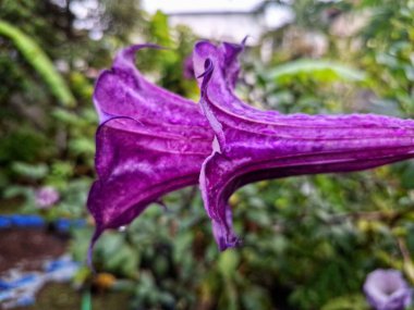 Mor datura çiçeği. Trompet şeklinde ve güzel kokulu çiçek açan bir gece. Tüm bitki zehirlidir ve çiçekler tüketildiği takdirde bir dizi negatif yan etkiye neden olabilir.