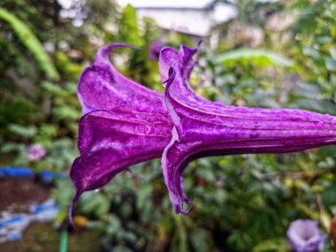 Mor datura çiçeği. Trompet şeklinde ve güzel kokulu çiçek açan bir gece. Tüm bitki zehirlidir ve çiçekler tüketildiği takdirde bir dizi negatif yan etkiye neden olabilir.