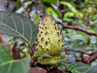 Ağaçta mor datura meyvesi. Bu meyveler tipik olarak oval şekilli, dikenli ve donuk mor veya grimsi mor renktedir. Zehirli oldukları biliniyor ve sindirilirse halüsinasyonlara neden olabilirler.