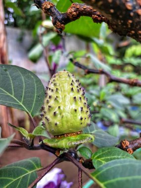 Ağaçta mor datura meyvesi. Bu meyveler tipik olarak oval şekilli, dikenli ve donuk mor veya grimsi mor renktedir. Zehirli oldukları biliniyor ve sindirilirse halüsinasyonlara neden olabilirler.