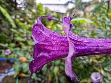Mor datura çiçeği. Trompet şeklinde ve güzel kokulu çiçek açan bir gece. Tüm bitki zehirlidir ve çiçekler tüketildiği takdirde bir dizi negatif yan etkiye neden olabilir.