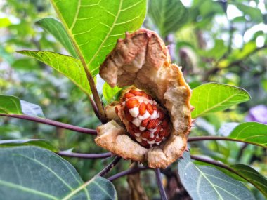 Ağaçta mor datura meyvesi. Bu meyveler tipik olarak oval şekilli, dikenli ve donuk mor veya grimsi mor renktedir. Zehirli oldukları biliniyor ve sindirilirse halüsinasyonlara neden olabilirler.