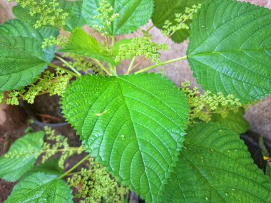Kanada ısırgan otu bahçelerde vahşi olarak yetişir. Bu bitkinin kıllı alternatif yaprakları var. Dokunulduğunda canını yakabilir. Acı verici temas dermatitine neden olmasıyla bilinir.