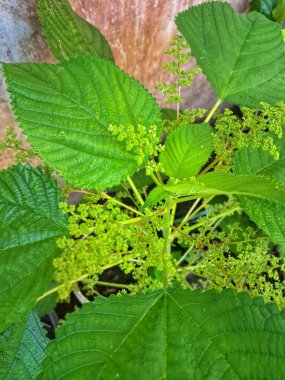 Kanada ısırgan otu bahçelerde vahşi olarak yetişir. Bu bitkinin kıllı alternatif yaprakları var. Dokunulduğunda canını yakabilir. Acı verici temas dermatitine neden olmasıyla bilinir.