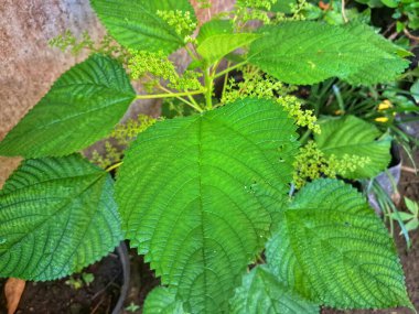 Kanada ısırgan otu bahçelerde vahşi olarak yetişir. Bu bitkinin kıllı alternatif yaprakları var. Dokunulduğunda canını yakabilir. Acı verici temas dermatitine neden olmasıyla bilinir.