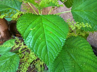 Kanada ısırgan otu bahçelerde vahşi olarak yetişir. Bu bitkinin kıllı alternatif yaprakları var. Dokunulduğunda canını yakabilir. Acı verici temas dermatitine neden olmasıyla bilinir.