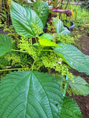 Kanada ısırgan otu bahçelerde vahşi olarak yetişir. Bu bitkinin kıllı alternatif yaprakları var. Dokunulduğunda canını yakabilir. Acı verici temas dermatitine neden olmasıyla bilinir.