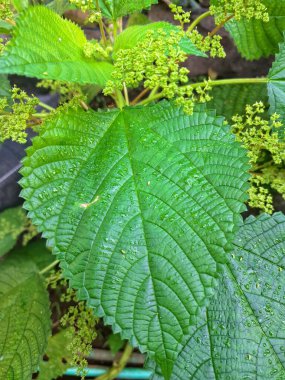 Kanada ısırgan otu bahçelerde vahşi olarak yetişir. Bu bitkinin kıllı alternatif yaprakları var. Dokunulduğunda canını yakabilir. Acı verici temas dermatitine neden olmasıyla bilinir.