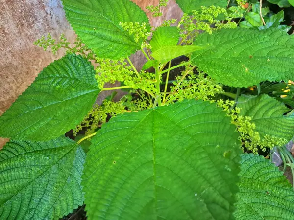 Kanada ısırgan otu bahçelerde vahşi olarak yetişir. Bu bitkinin kıllı alternatif yaprakları var. Dokunulduğunda canını yakabilir. Acı verici temas dermatitine neden olmasıyla bilinir.