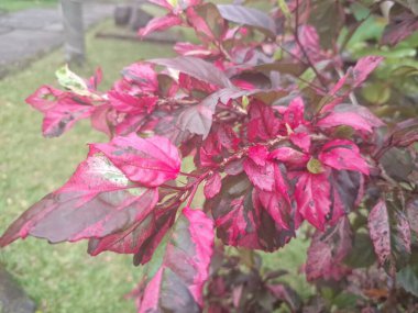 Çeşitli yaprakları olan Çin Hibiscus ağacı. Bu bitki çarpıcı, çok renkli yaprakları ve canlı çiçekleri ile ödüllendirilmiştir. Bir çeşit Hibiscus rosa-sinensis 'tir, ama yaprakları yeşil, beyaz ve pembe çeşitliliğin güzel bir karışımını gösterir.