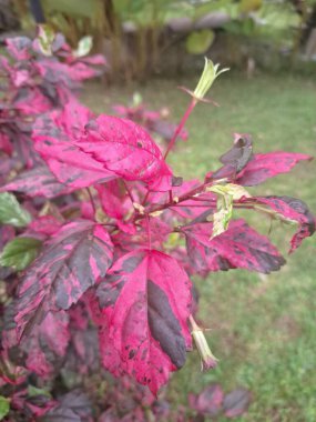 Çeşitli yaprakları olan Çin Hibiscus ağacı. Bu bitki çarpıcı, çok renkli yaprakları ve canlı çiçekleri ile ödüllendirilmiştir. Bir çeşit Hibiscus rosa-sinensis 'tir, ama yaprakları yeşil, beyaz ve pembe çeşitliliğin güzel bir karışımını gösterir.