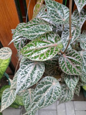 Piper ornatum bitkisi, Celebes biberi olarak da bilinir. Kalp şeklinde yaprakları olan, tipik olarak koyu yeşil, belirgin gümüş veya pembe damarlı bir tırmanma bitkisi.