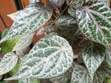 Piper ornatum bitkisi, Celebes biberi olarak da bilinir. Kalp şeklinde yaprakları olan, tipik olarak koyu yeşil, belirgin gümüş veya pembe damarlı bir tırmanma bitkisi.
