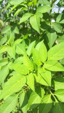 Bidens bipinnata 'nın gün boyunca güneşin altında çekilmiş fotoğrafı.
