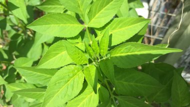 Bidens bipinnata 'nın gün boyunca güneşin altında çekilmiş fotoğrafı.