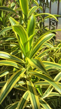 Dracaena refleksi bitkisi sabah güneşine maruz kaldı. Dracaena refleksi hem manzarada hem de evde popüler bir süs bitkisidir.