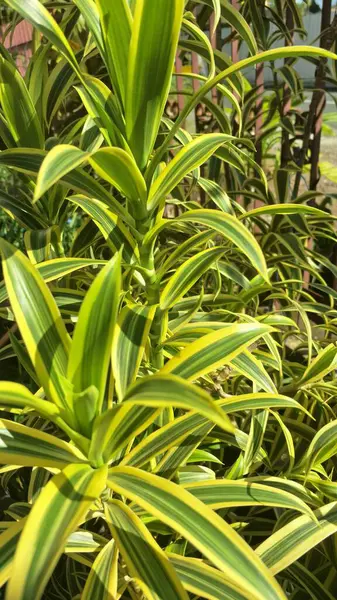 Dracaena refleksi bitkisi sabah güneşine maruz kaldı. Dracaena refleksi hem manzarada hem de evde popüler bir süs bitkisidir.