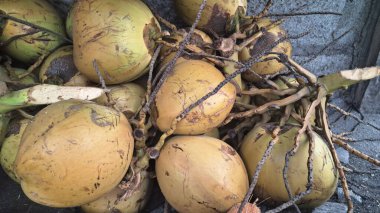 Yeni hasat edilmiş genç bir hindistan cevizi. Genç hindistan cevizleri yumuşak, sulu, tatlı, ferahlatıcı hindistan cevizi suyuyla