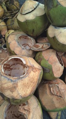 Genellikle çöp olarak kabul edilen genç hindistan cevizi kabuğu atığı yığınları, aslında kullanım için büyük potansiyele sahiptir. Genç hindistan cevizi kabukları, et alındıktan sonra hindistan cevizi meyvesinin sert kısmı.